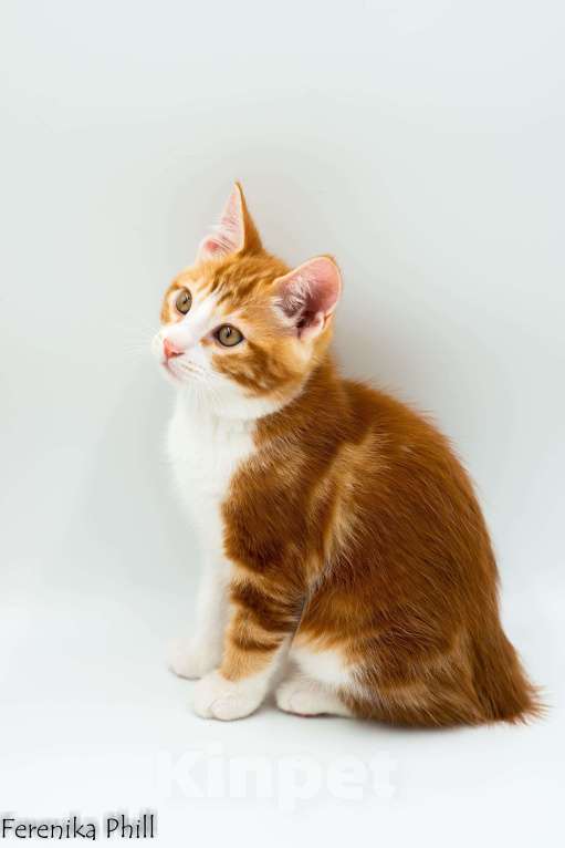 Кошки в Хабаровске: Котёнок курильского бобтейла Ференика Фил Леван Мальчик, 40 000 руб. - фото 5