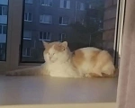 Кошки в Томске: Потерялся рыже-белый взрослый кот Мальчик, 10 000 руб. - фото 3
