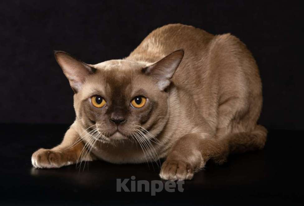 Кошки в Екатеринбурге: Европейские бурманские котята  Мальчик, Бесплатно - фото 6