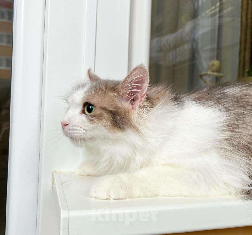 Кошки в Москве: Мелисса – пушистая кошечка в дар заботливым хозяевам Девочка, Бесплатно - фото 4