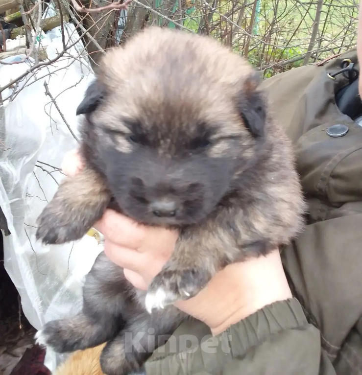 Собаки в других городах Ивановской области: Щенки, 4 мальчика и 1 девочка, 4–5 недель, срочный пристрой (Тейково, район) Мальчик, Бесплатно - фото 4