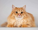 Кошки в Москве: Очаровательный рыжий котик Лютик ищет дом Мальчик, Бесплатно - фото 3