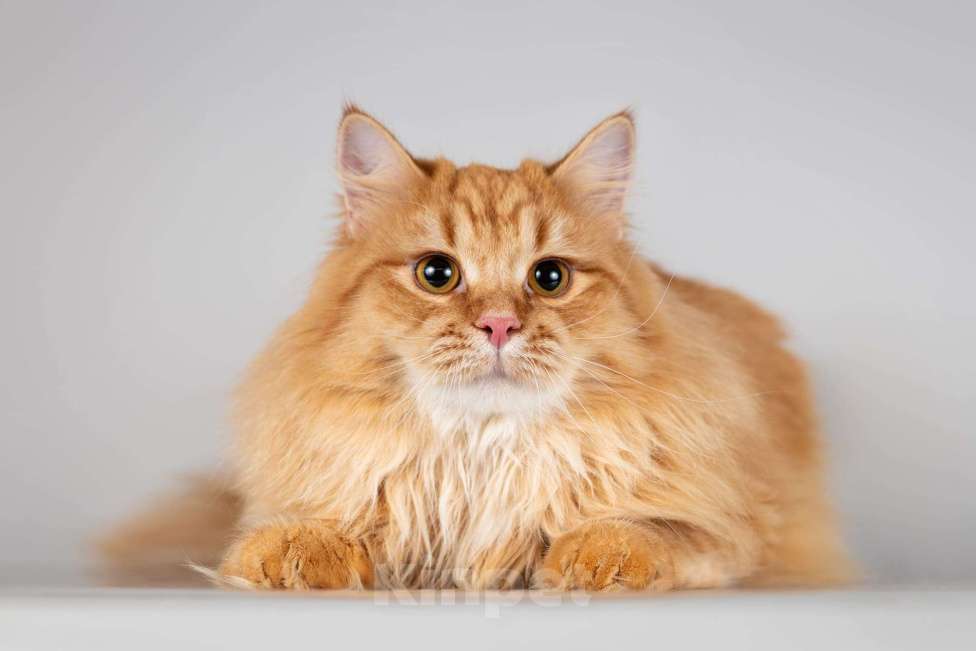 Кошки в Москве: Очаровательный рыжий котик Лютик ищет дом Мальчик, Бесплатно - фото 3