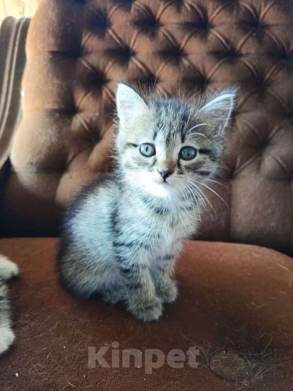 Кошки в Томске: Отдам котят в добрые руки Девочка, Бесплатно - фото 5