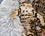 Кошки в Сургуте: Бенгальские котята Мальчик, 22 000 руб. - фото 5