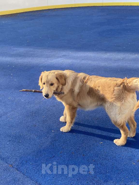 Собаки в Москве: Золотистый ретривер вязка Мальчик, 10 000 руб. - фото 3