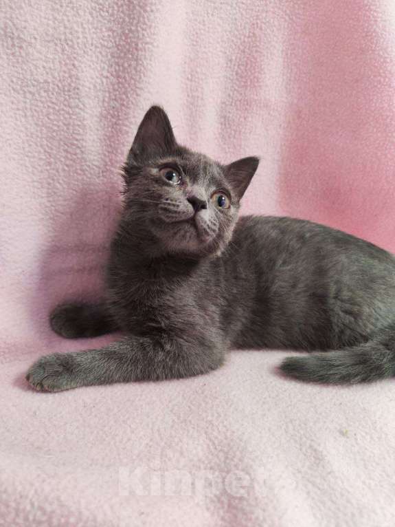 Кошки в Москве: Котенок Карма с двухцветными глазами Девочка, Бесплатно - фото 3