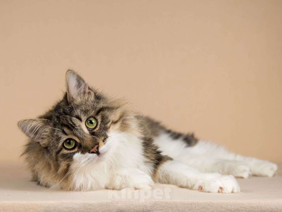 Кошки в Москве: Добрый ласковый богатырь кот Фунтик Мальчик, Бесплатно - фото 7