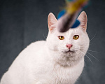Кошки в Клине: Бьянка — красивейшая белоснежная кошечка Девочка, Бесплатно - фото 3