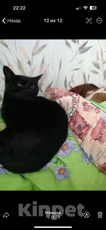 Кошки в Кудрово: Отдам в хорошие руки красавицу кошечку Девочка, Бесплатно - фото 2