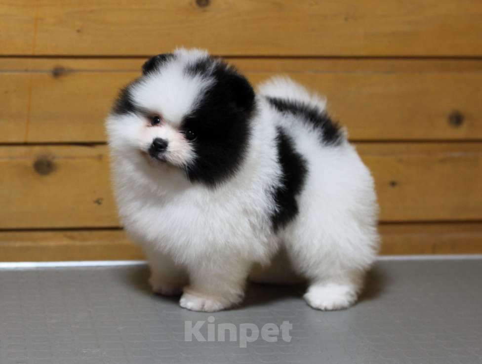 Собаки в Москве: Померанский шпиц. Очень красивый бело-черный мальчик. Мальчик, Бесплатно - фото 5