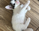 Кошки в Москве: Котенок Гаичка Девочка, Бесплатно - фото 5