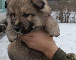 Собаки в Приозерске: Отдам щенков в хорошие руки Мальчик, Бесплатно - фото 1