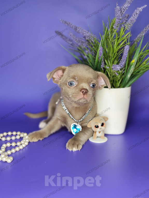 Собаки в Москве: Лиловое облачко мальчик Мальчик, 45 000 руб. - фото 1