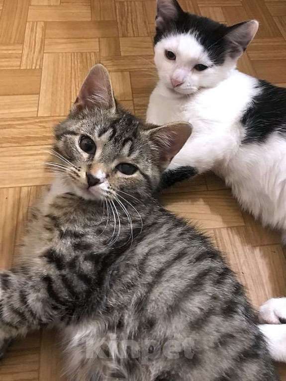 Кошки в Москве: Обаятельный минитигренок, котенок Ося ищет дом Мальчик, 10 руб. - фото 8