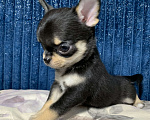Собаки в Москве: Мальчик чихуахуа Мальчик, 59 000 руб. - фото 4