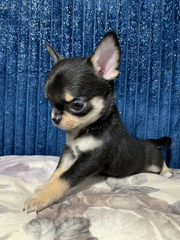 Собаки в Москве: Мальчик чихуахуа Мальчик, 59 000 руб. - фото 4