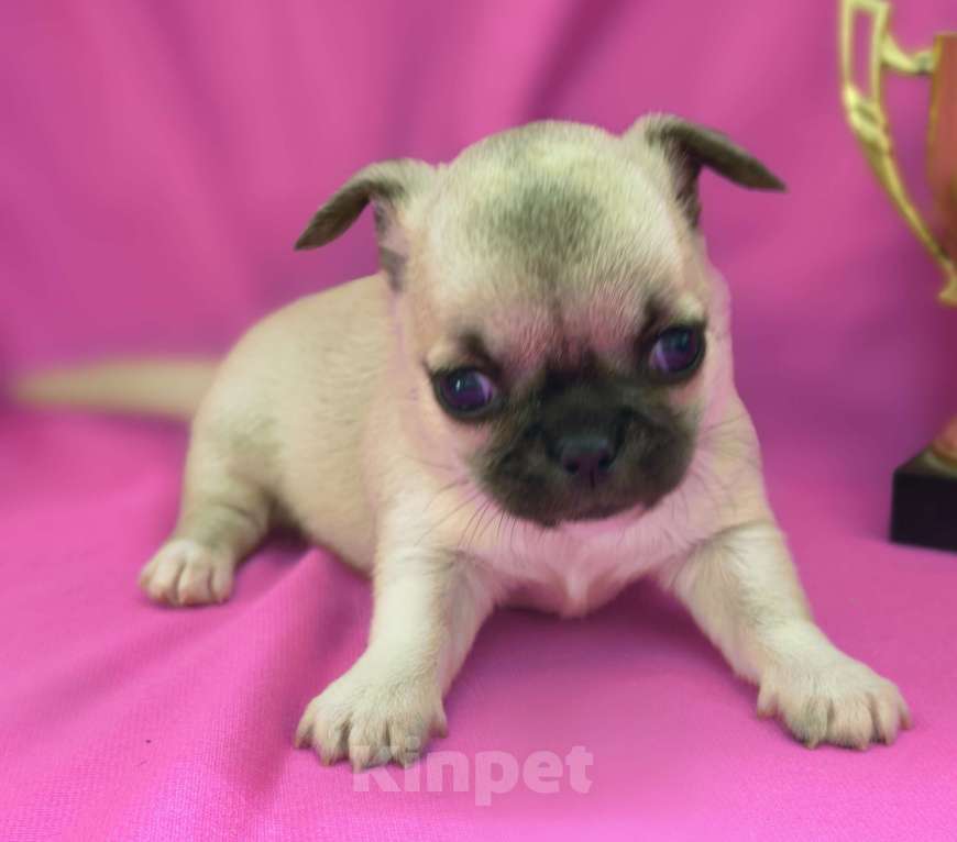 Собаки в Москве: Чихуахуа девочка гладкошерстная Девочка, 45 000 руб. - фото 8