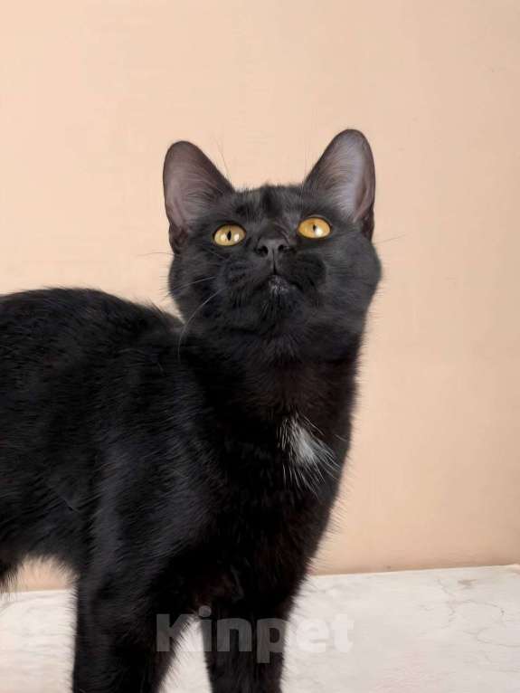 Кошки в Москве: котенок Куба ищет дом Девочка, Бесплатно - фото 2