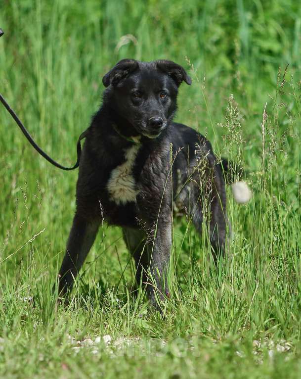 Собаки в Москве: Пес для большой семьи Мальчик, Бесплатно - фото 5