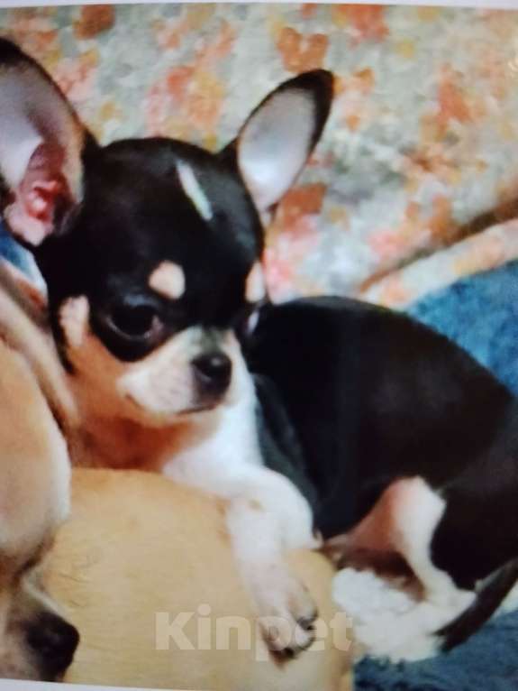 Собаки в Орле: Мини девочка, чихуахуа Девочка, 35 000 руб. - фото 2