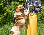 Собаки в Москве: Жизнерадостная собака в добрые руки  Девочка, Бесплатно - фото 6