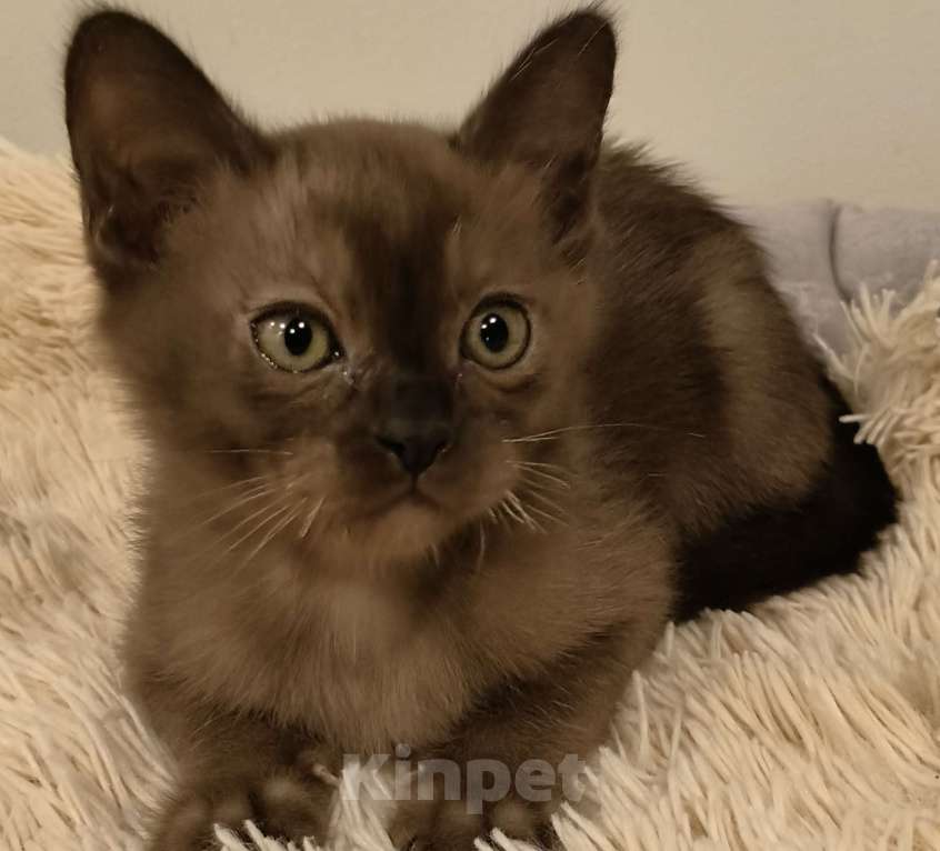 Кошки в Краснодаре: Котик соболь Мальчик, Бесплатно - фото 2