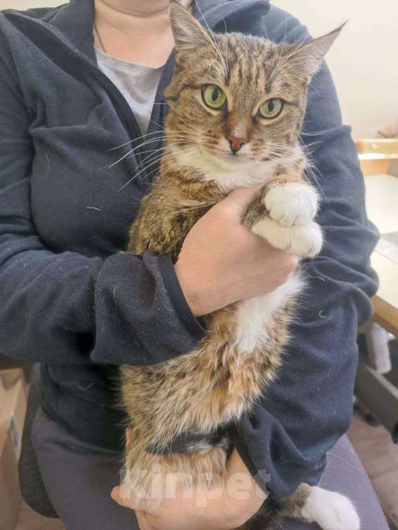 Кошки в Калуге: Кошка Девочка, Бесплатно - фото 4