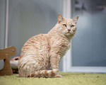Кошки в Москве: котик Атлет в добрые руки Мальчик, Бесплатно - фото 5