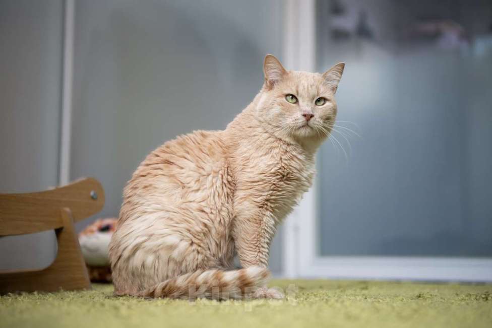 Кошки в Москве: котик Атлет в добрые руки Мальчик, Бесплатно - фото 5