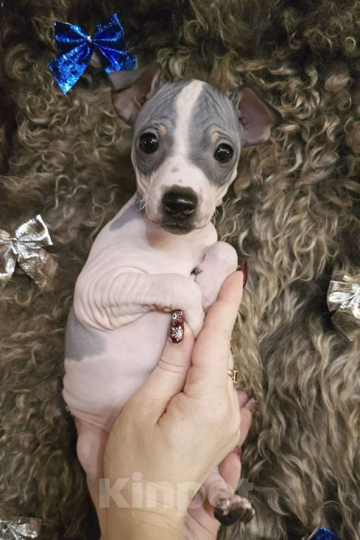 Собаки в Тольятти: Американский голый терьер мальчики Мальчик, 40 000 руб. - фото 4