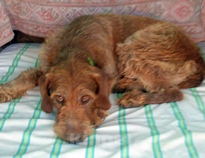 Собаки в Москве: Венгерская жесткошерстная выжла в добрые руки Мальчик, Бесплатно - фото 2