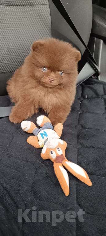 Собаки в Самаре: Шоколадные мини шпицы Мальчик, 120 000 руб. - фото 5