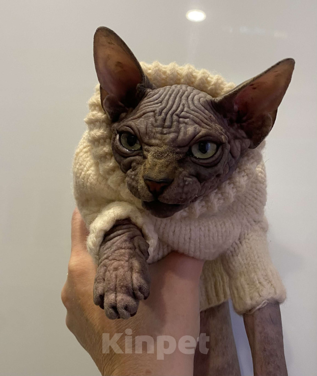 Кошки в Москве: Топовый канадец Мальчик, 35 000 руб. - фото 2