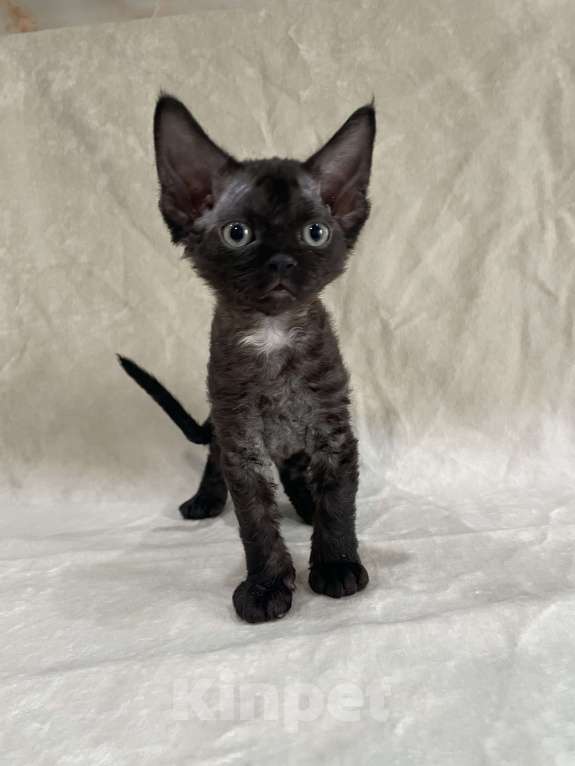 Кошки в Москве: Котенок Девон Рекс девочка дымчатая Девочка, 65 000 руб. - фото 5