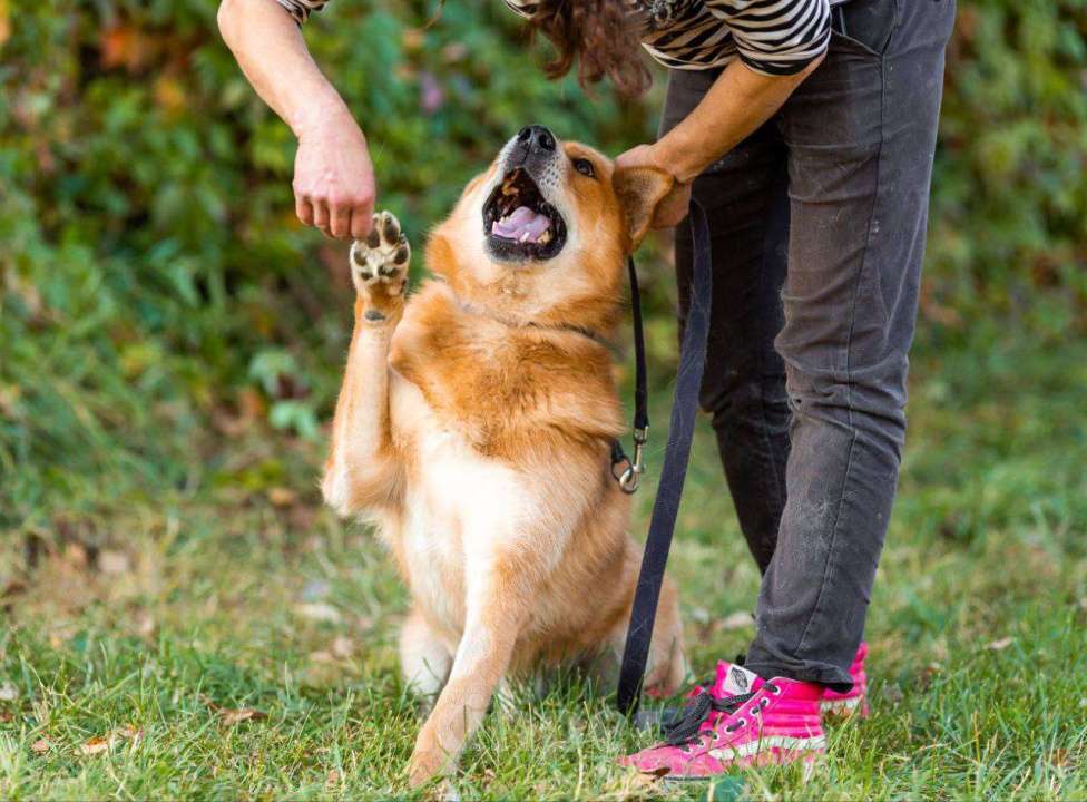 Собаки в Москве: Пес Рыжий ищет дом! Мальчик, Бесплатно - фото 5