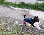 Собаки в Ижевске: Мини той вязка, 5 000 руб. - фото 3