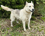 Собаки в Дзержинском: Позитивный пес Артем ищет дом Мальчик, Бесплатно - фото 4