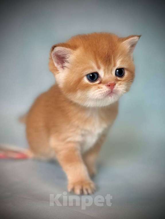 Кошки в Калуге: Британская золотая шиншилла Мальчик, 45 000 руб. - фото 6