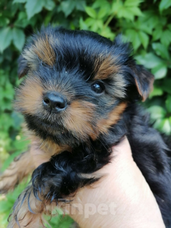 Собаки в Москве: Йоркширский терьер, девочка  Девочка, 40 000 руб. - фото 3