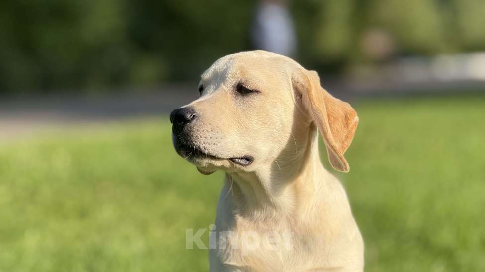 Собаки в Черногорске: Щенок лабрадора РКФ Девочка, 120 000 руб. - фото 3