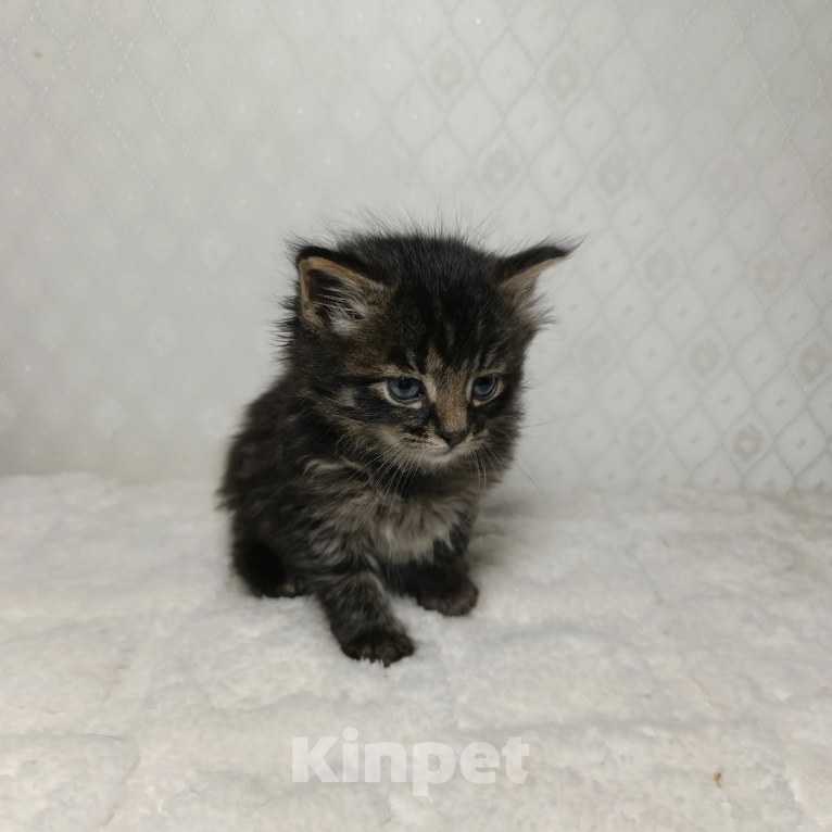 Кошки в Санкт-Петербурге: Кузя котенок Мальчик, Бесплатно - фото 5