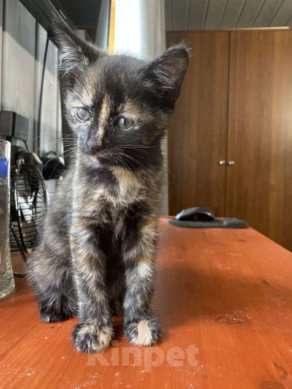 Кошки в Москве: Чудесный котенок 2 месяца в добрые руки. Девочка, Бесплатно - фото 3