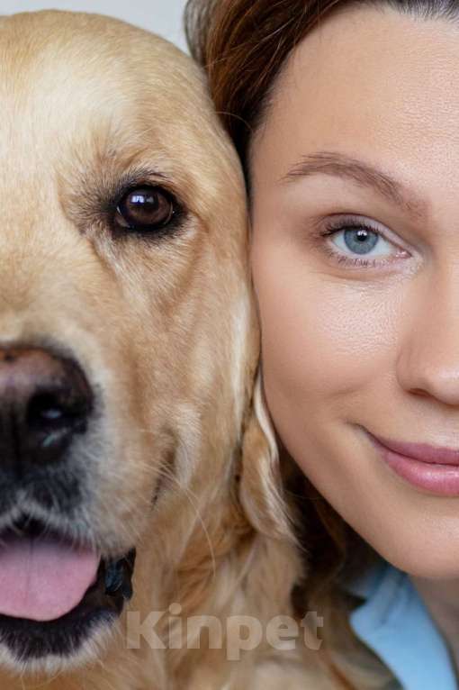 Собаки в Ярославле: Щенки Золотистого Ретривера Мальчик, 50 000 руб. - фото 4