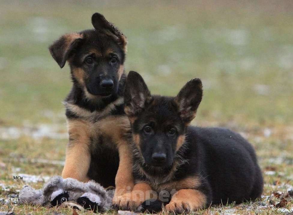 Собаки в Электростали: Щенки немецкой овчарки  Девочка, 60 000 руб. - фото 5
