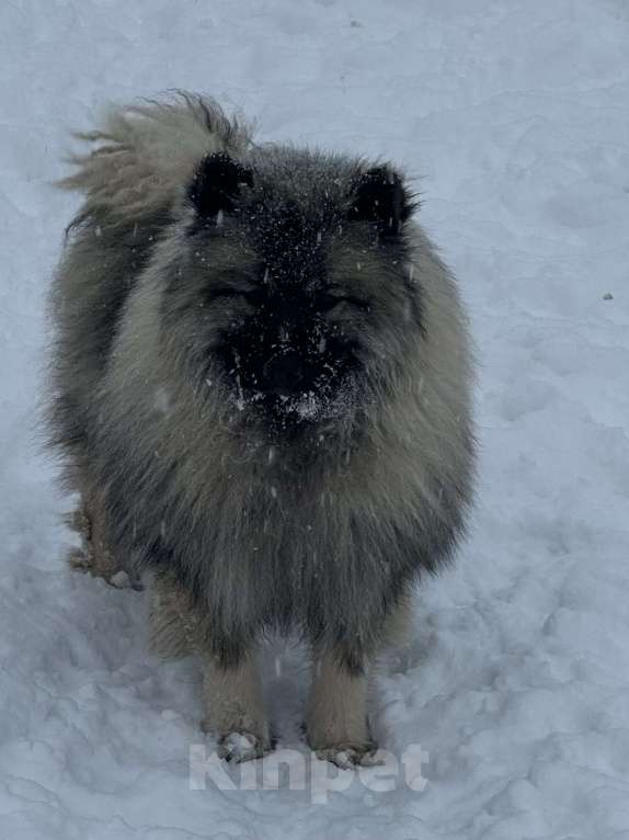 Собаки в Москве: Кобель немецкого вольфшпиц КЕЕСХОНД  Мальчик, 70 000 руб. - фото 5