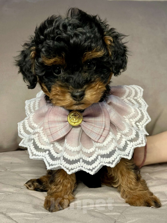 Собаки в Калуге: Той пудель девочка  Девочка, 120 000 руб. - фото 1
