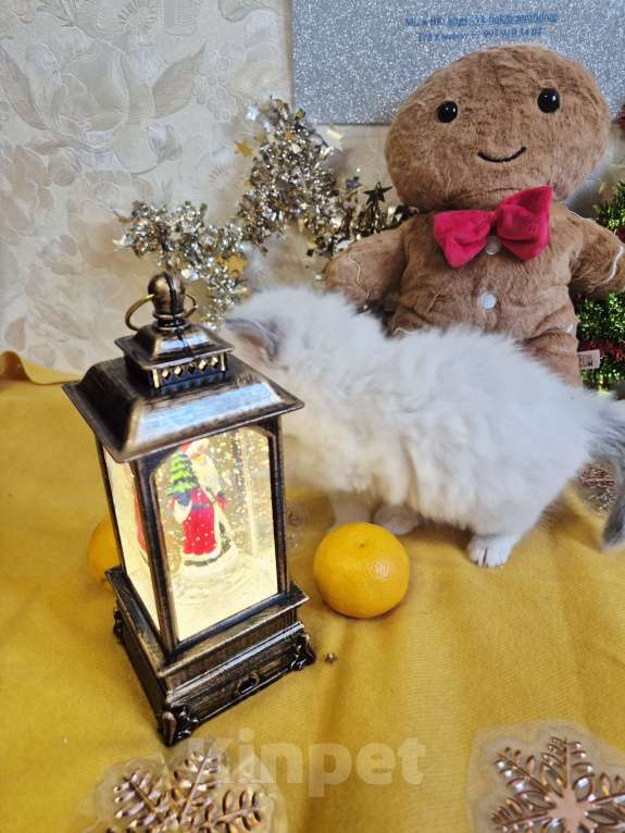 Кошки в Москве: Малейшие девочки Рэгдолл Девочка, 65 000 руб. - фото 1