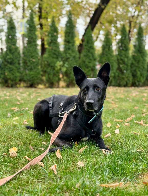Собаки в Москве: Самый спокойный пес в мире Мальчик, Бесплатно - фото 3