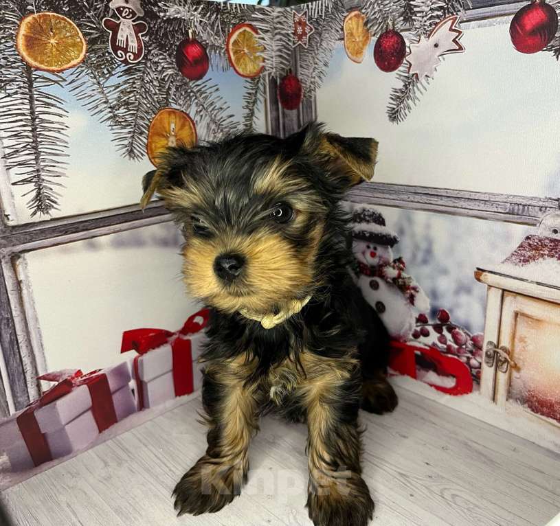 Собаки в других городах Московской области: Норрис Мальчик, 40 000 руб. - фото 2